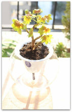 將圖片載入圖庫檢視器 kyuemon self-watering Suisuiplanter 汲汲綠花盆 - SOLOBITO